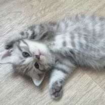 Шотланский .1 месяц.Приучены.