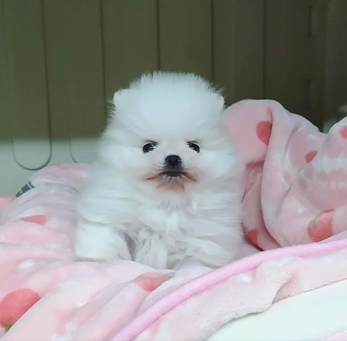 Померанский шпиц белые щенки