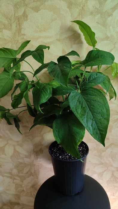 Цветок для офиса