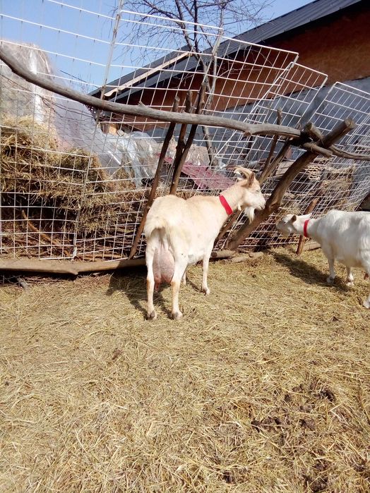 Cas proaspat de capra