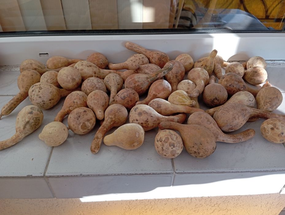 Декоративни тиквички и кратуни