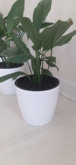 Комнатные цветы готовые