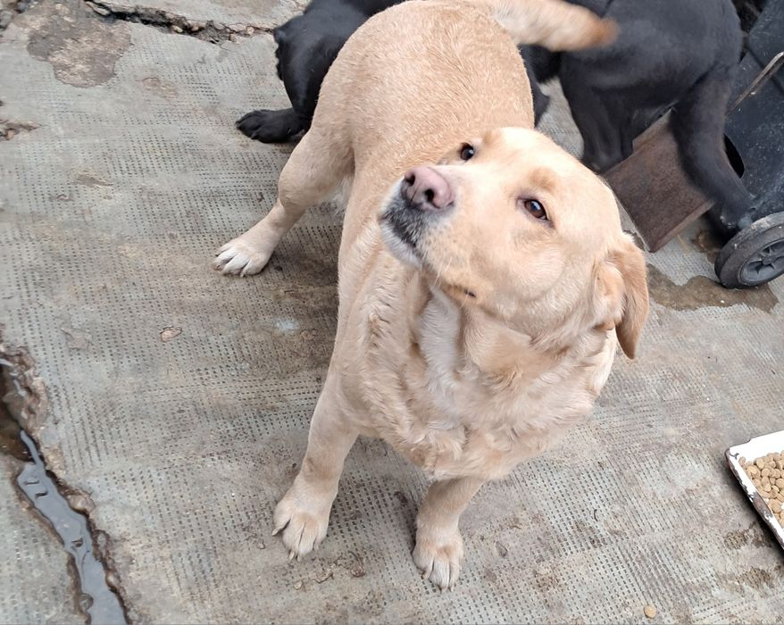 Donez Labrador Retriver Femela