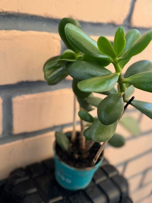 Комнатные цветы в ассортименте