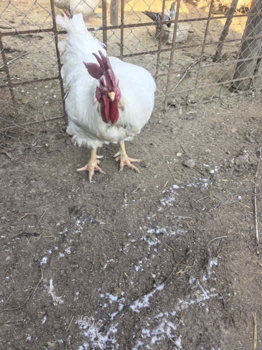 Продават се кокошки