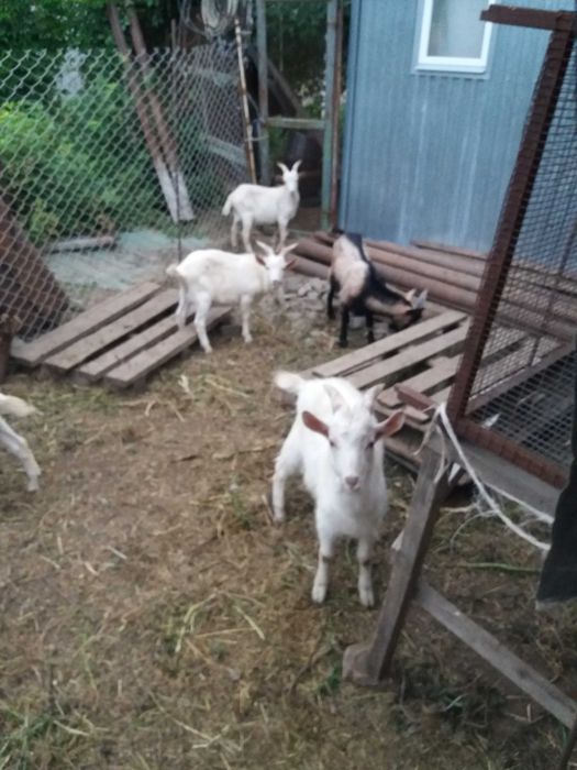 Продам коз и козлят