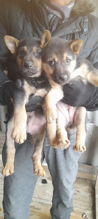 Щенки немецкой овчарки