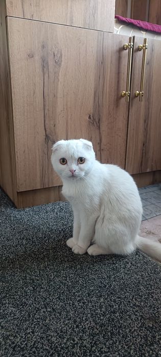 шотландская вислоухая кошка (скоттиш-фолд).