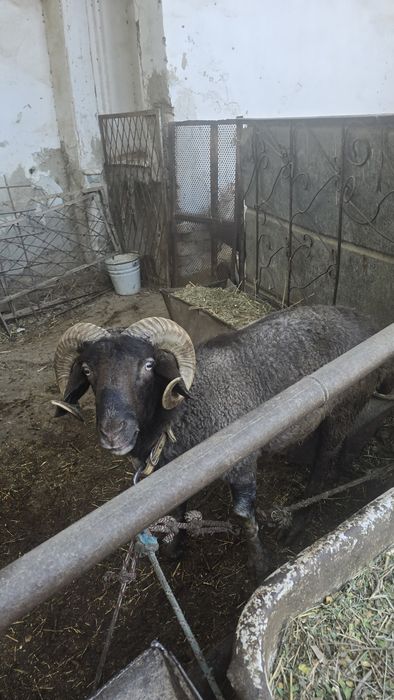 Qo'ylar sotiladi