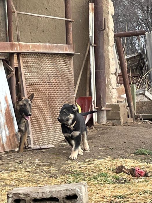 Вео овчарка сатылады