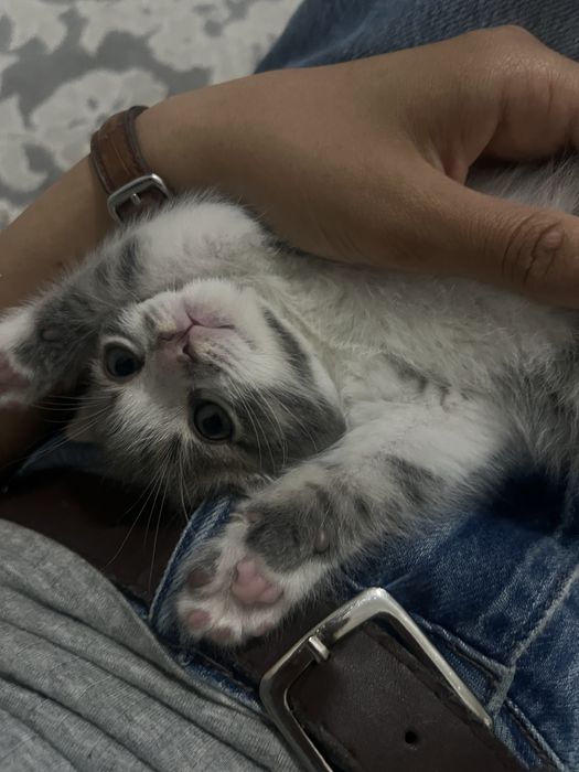 Кошка Шотландский