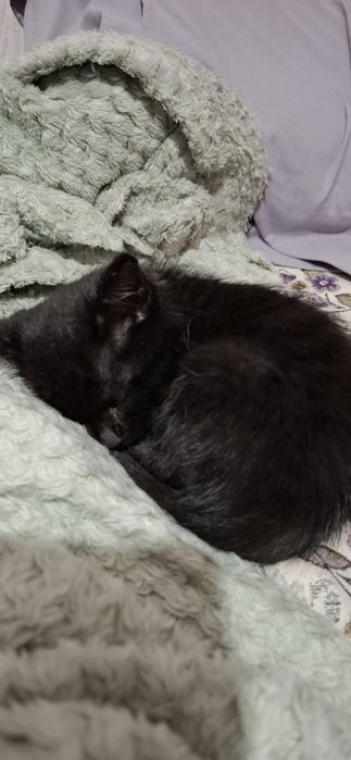 Отдам котёнка в добрые руки