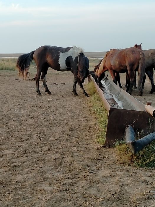 Продам жеребца 5лет