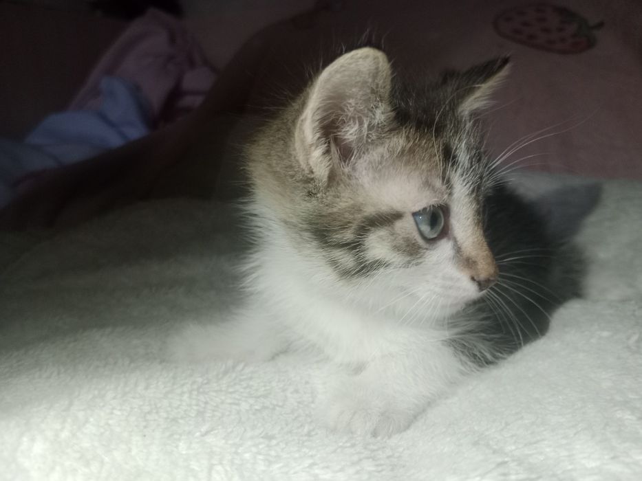 Отдаю один комочек счастья в добрые руки!