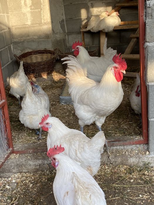 Oua incubat La Bresse