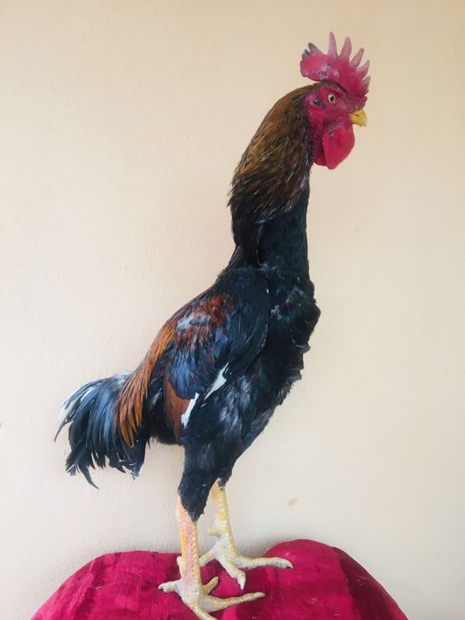 Anus moyi jinsiy aloqa