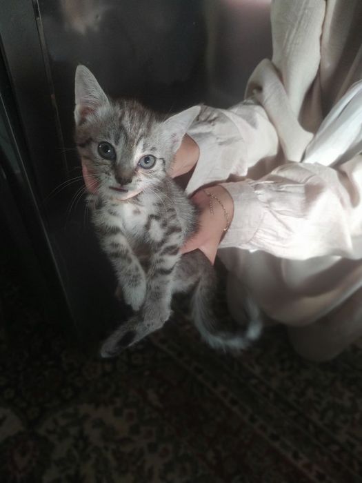 Winwila 2 oyligu 4 kunlik buldi 500 mindan