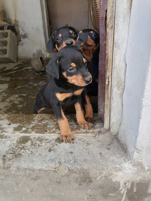 Доберман кучиклар сотилади Фаргонада тоза кон