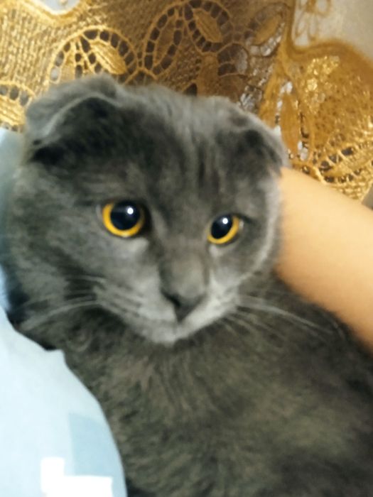 mushuk zoti:veslauxa