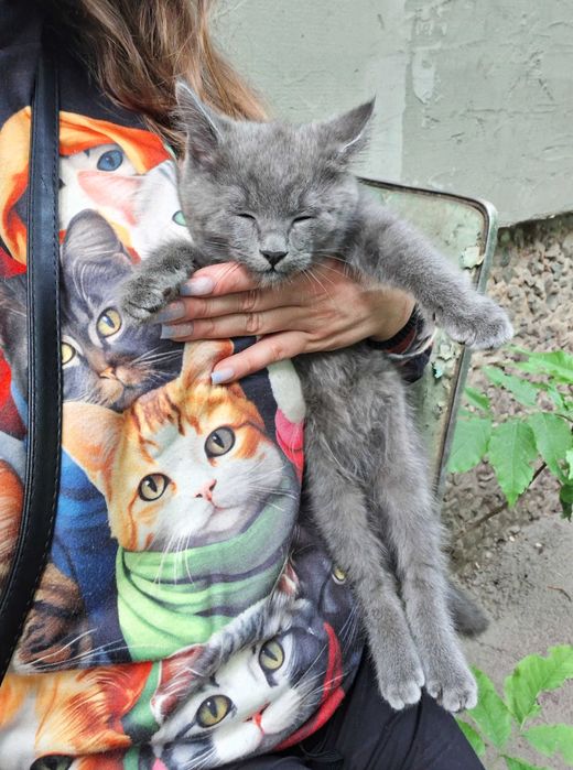 Отдам котёнка в добрые руки