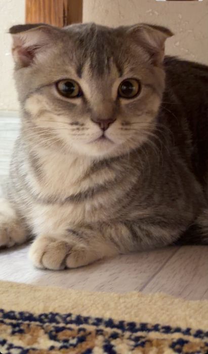 шотландский вислоухий 5ай