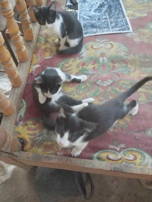 Mushukchalar bepul, yaxshi qo‘llarga beriladi Mushukch