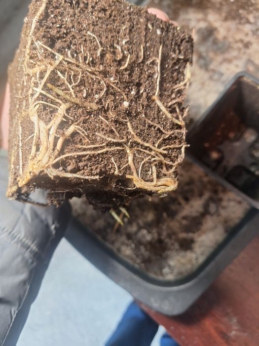 Черенки винограда вегетирующие