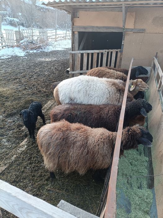 Қой, қозы, қошқарымен сатылады