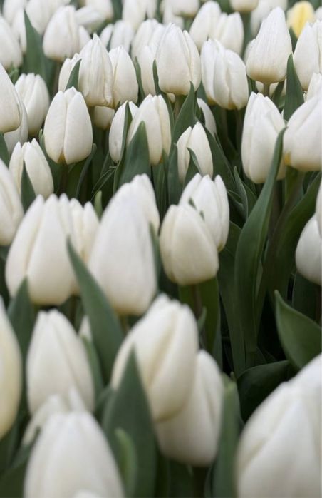 Тюльпан, тюльпаны корпаративные заказы