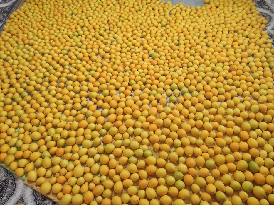 Якка чин лимон сотилади