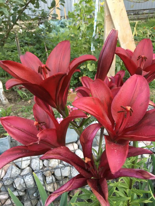 Лилия многолетник