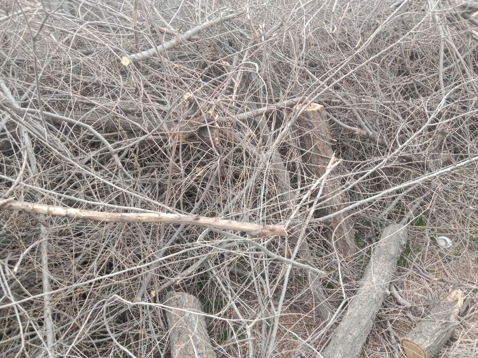 Дрова бесплатно всё