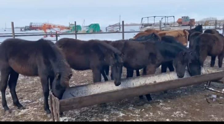 Жеребята 30 голов