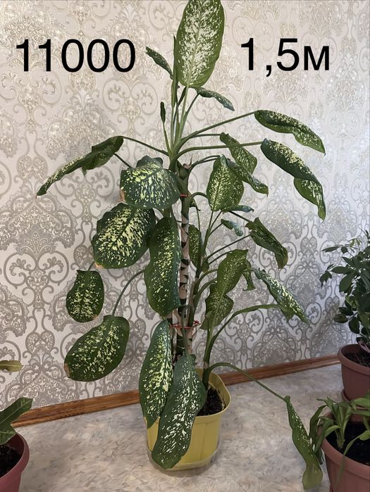 Большие комнатные цветы