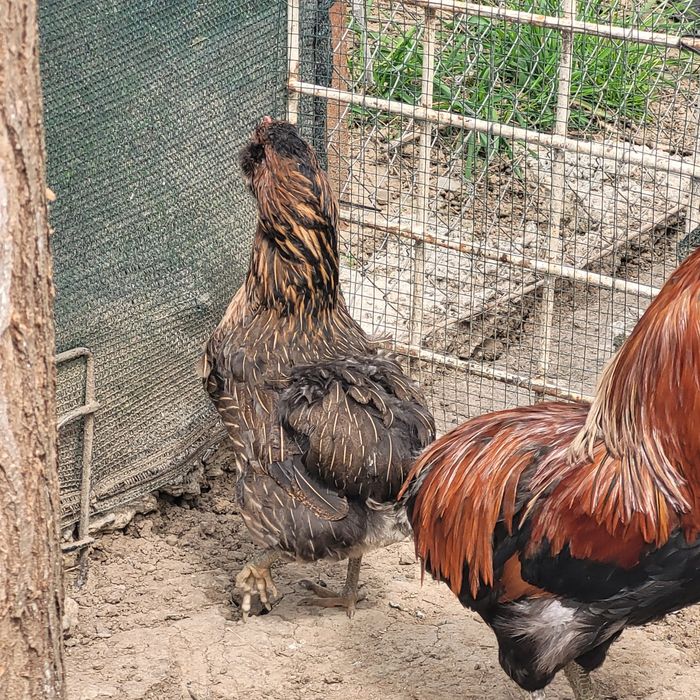 Perche araucane( 1 cocos + 1 gaina)