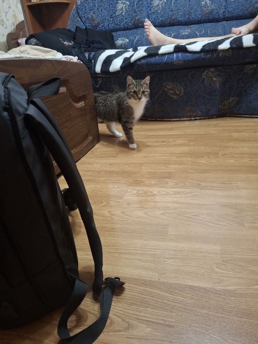 Кошечка ищет дом