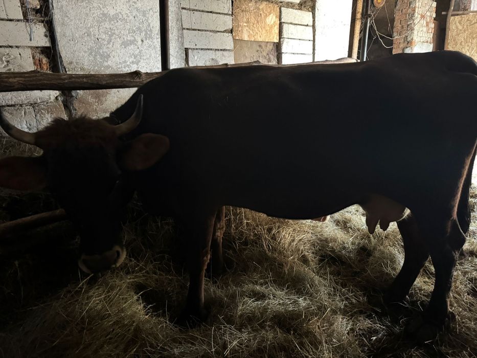 vand vaca de 5 ani gestanta de 8 luni jumate si juninca de 2 ani jumate gestanta 8 luni jumate