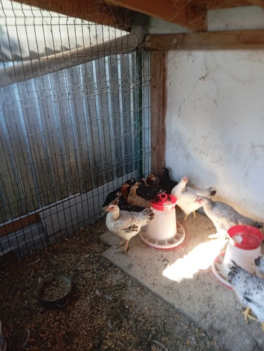 10 pui de 2 luni (Marans metis)