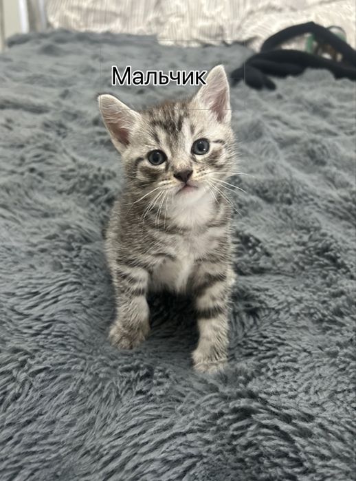 Котята 4 недели
