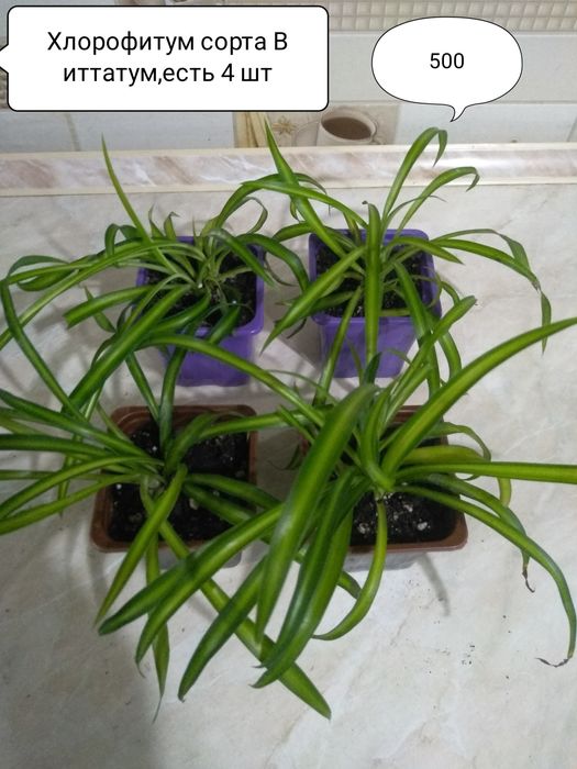 Сансевиерия, Хлорофитум