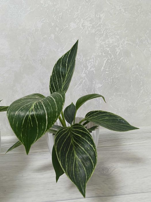 Филодендрон Биркин (Philodendron Birkin)