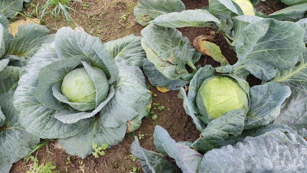 VARZA disponibil 15-16 tone