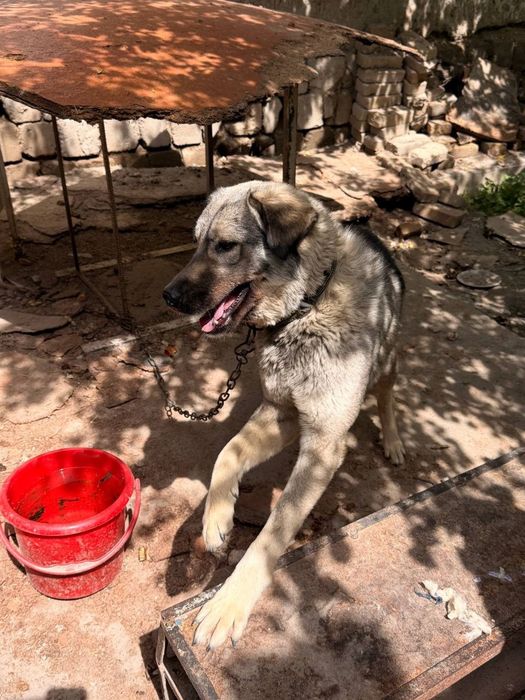 Собака даром в добрые руки