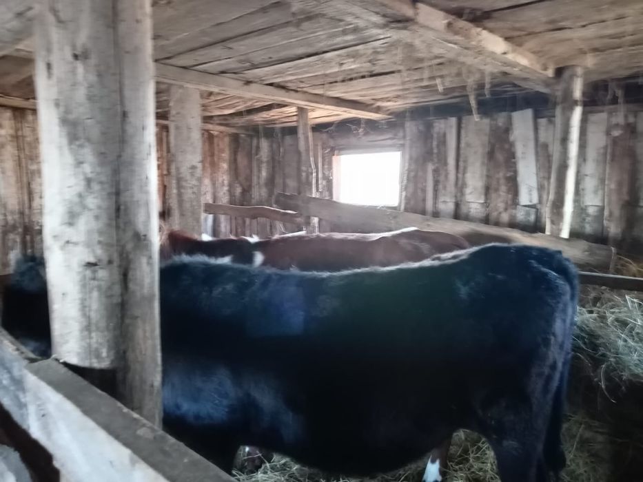 Продам телят ...
