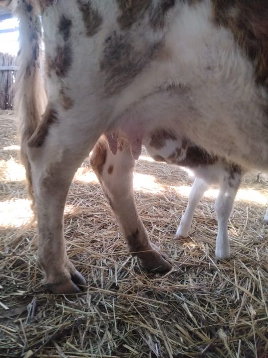 Сиыр бузауымен сатылады