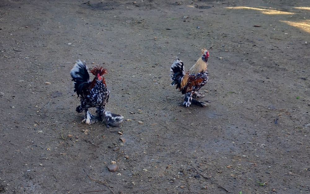 Cocoși struma bantan și wiandote