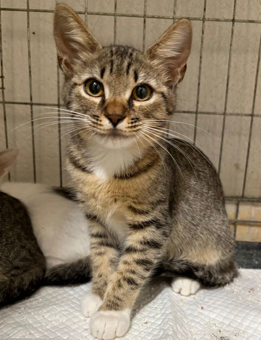 Pui de 2-3 luni pentru adoptie