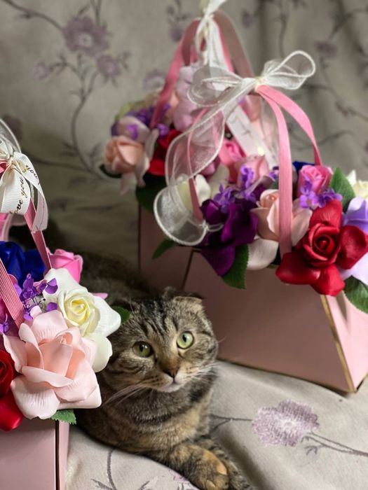 Отдам Кошку вислоушку