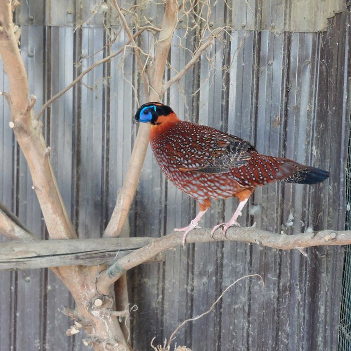 Vând fazani de Ornamet