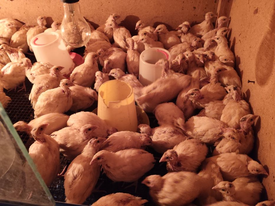 Продам перепелов несушек